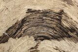 Polished Oligocene Petrified Wood (Pinus) - Australia #225050-1